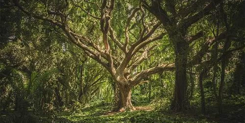 Large oak tree in forest